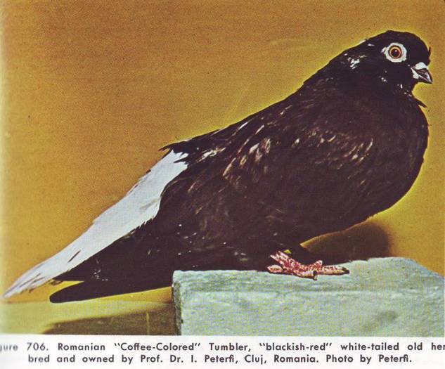 Jucator romanesc cu coada alba - Porumbei din anii 1960