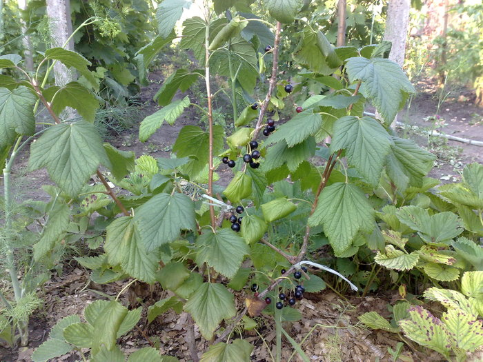 coacaz negru- din butas - Pomii si arbusti fructiferi