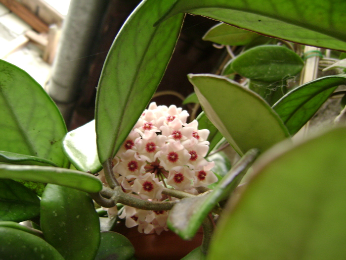 DSC04400 - HOYA