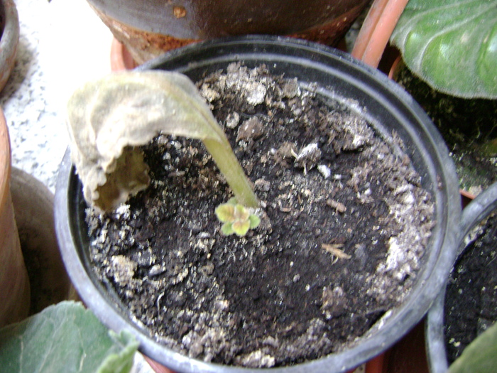un puiut mic dintr-o frunza - gloxinii