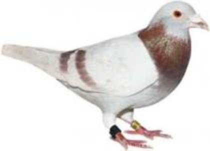 argintiu - Transmiterea si  ereditarea culorilor la porumbeii voiajori