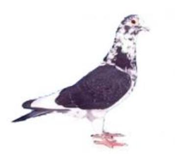 baltat negru - Transmiterea si  ereditarea culorilor la porumbeii voiajori