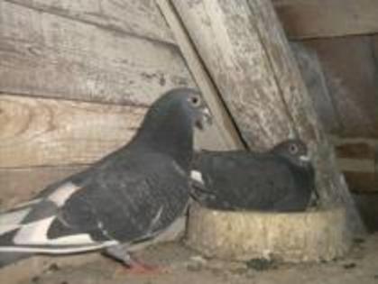 negru spicat - Transmiterea si  ereditarea culorilor la porumbeii voiajori