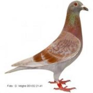 rosu - Transmiterea si  ereditarea culorilor la porumbeii voiajori
