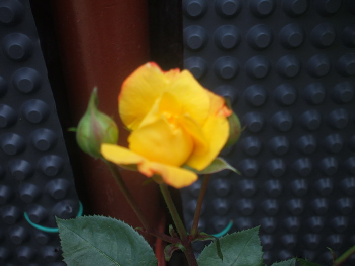 DSCF0569 - Flori din curtea noastra