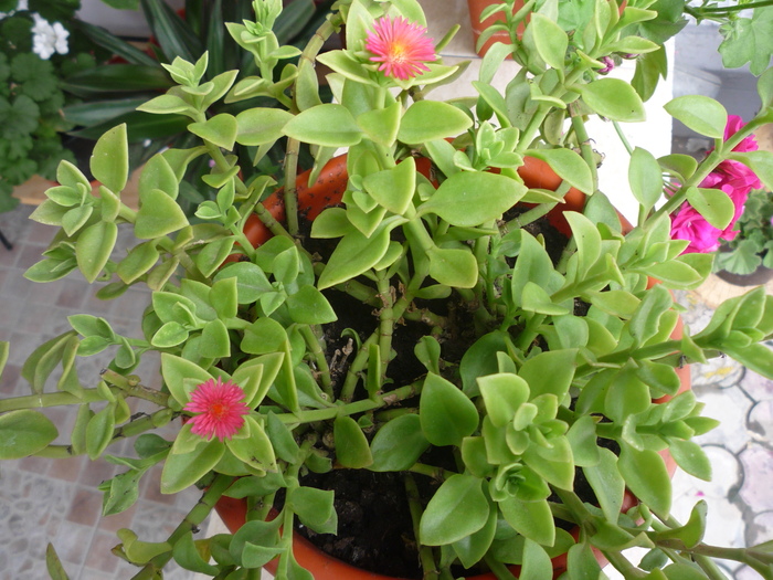 P1040618 - cactusi si suculente