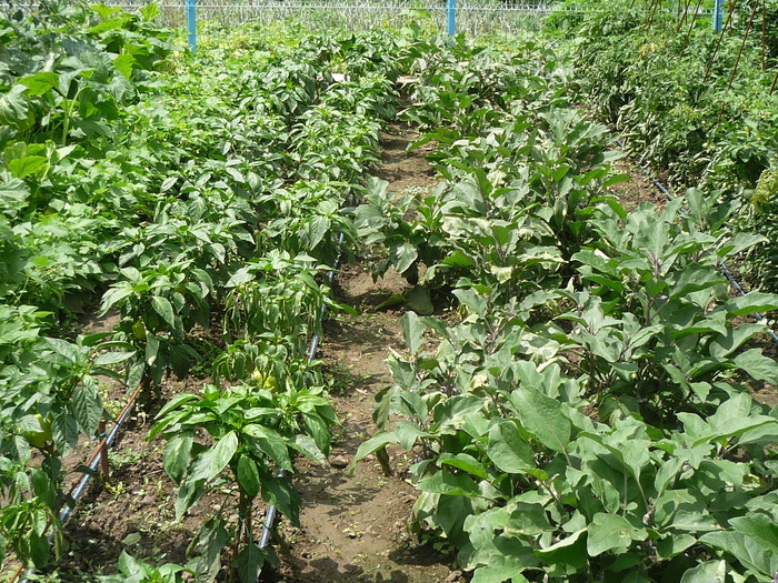 P1040603 - gradina de legume 2010