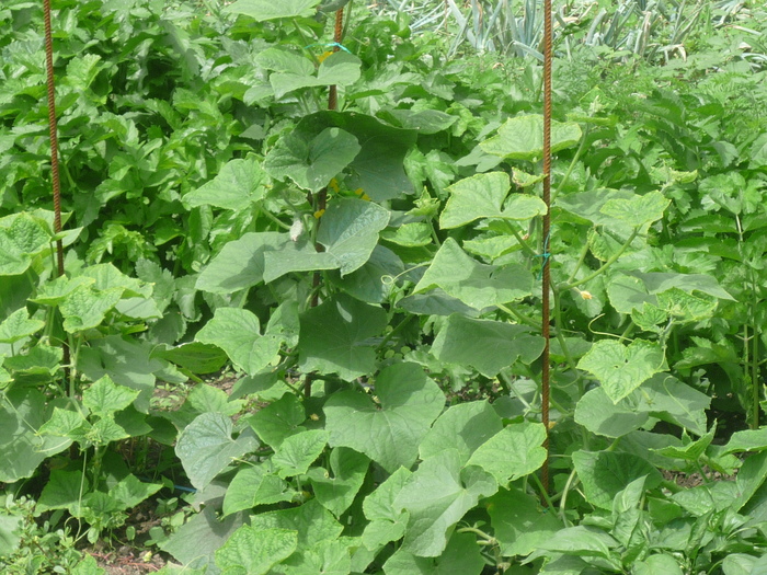 P1040606 - gradina de legume 2010