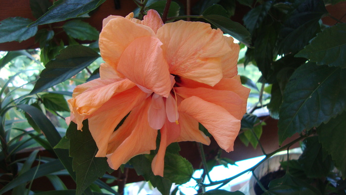 Apricot - HIBISCUS