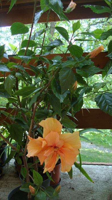 Apricot - HIBISCUS