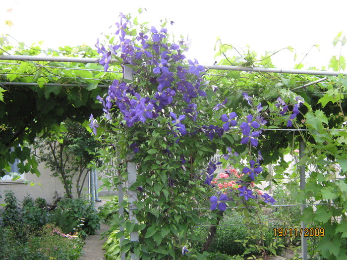 clematita lila - flori din gradina