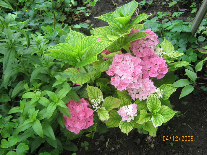 hortensie - flori din gradina