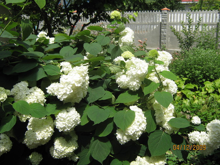 hortensie alba - flori din gradina