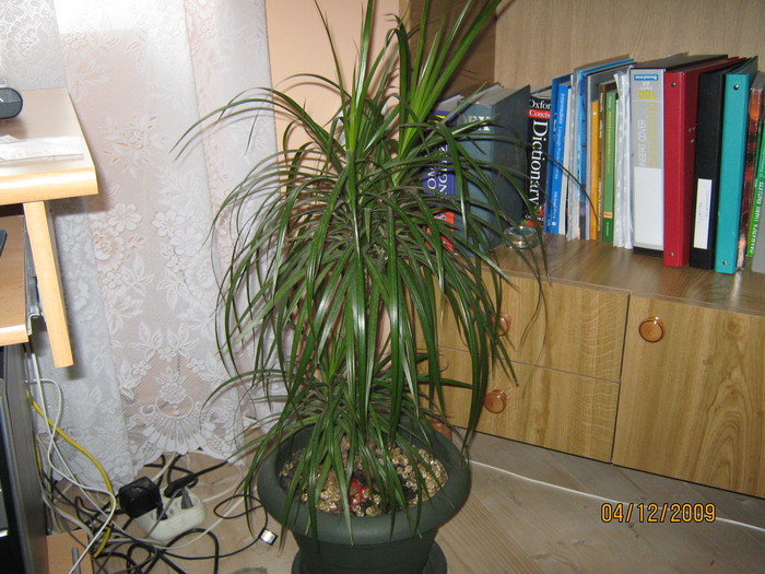 dracena