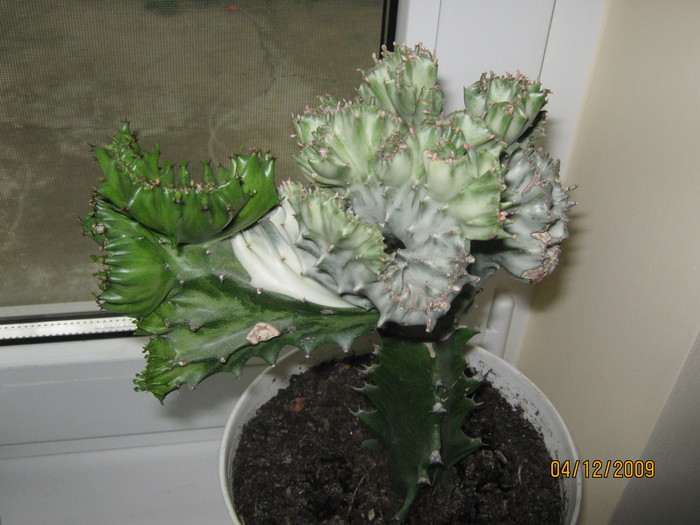cactus - flori in ghiveci