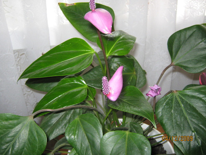 anthurium mov