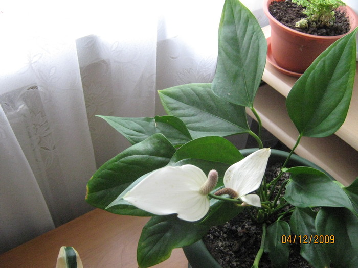 anthurium alb - flori in ghiveci