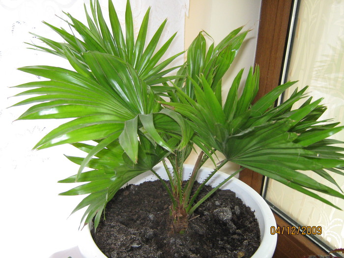 palmier - flori in ghiveci