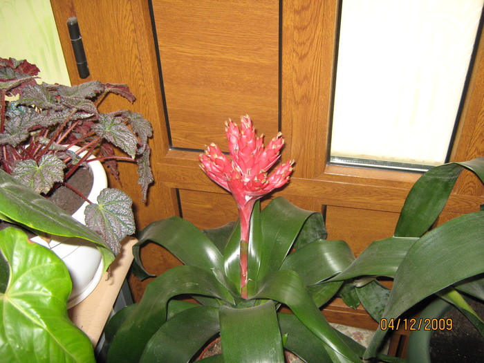 bromelia - flori in ghiveci