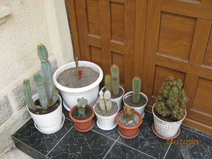 cactusi - flori in ghiveci