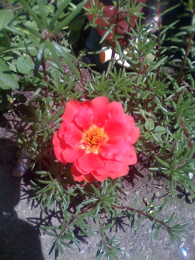 flori de piatra - florile mele