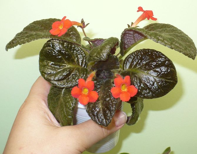 P1270992 - Episcia 2009 - 2010 - 2012 - 2014