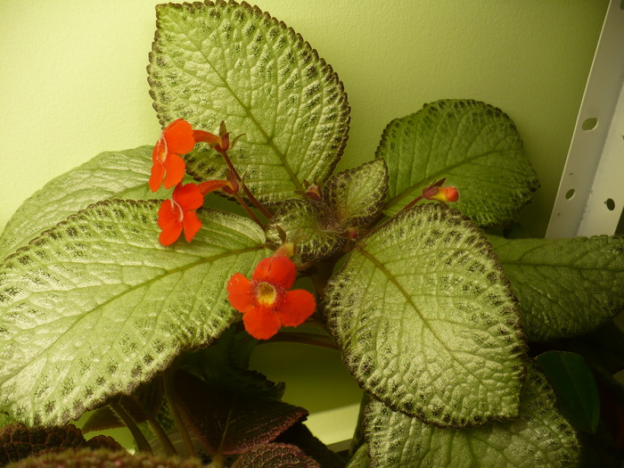 P1280001 - Episcia 2009 - 2010 - 2012 - 2014
