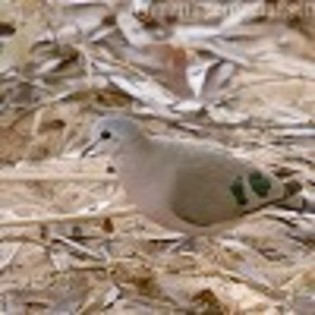 thumb_090725%20Kenya%205%20(20)%20Emerald%20spotted%20wood%20dove - Minuni ale lui Dumnezeu