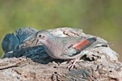 180px-Columbina_passerina - Minuni ale lui Dumnezeu
