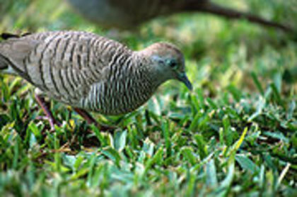 180px-Geopelia_striata_NBII
