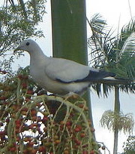 180px-Pied_Imperial_Pigeon