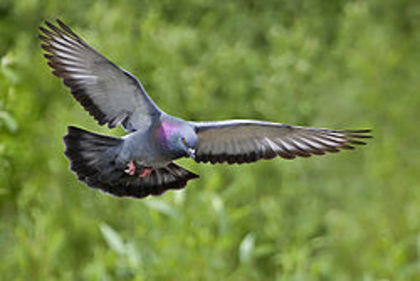 250px-Rock_dove_-_natures_pics