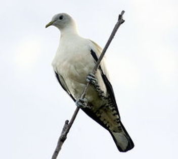 250px-Torresian_imperial_pigeon_cairns09