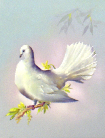 IllossFantail