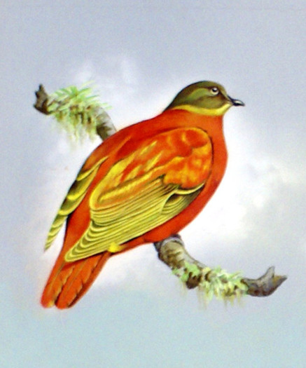 IllossOrange