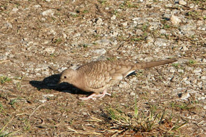 inca-dove