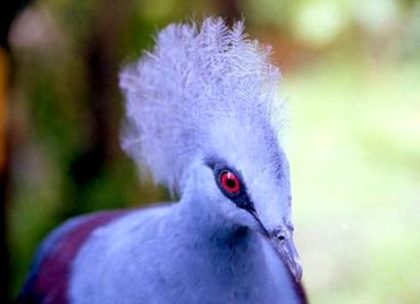 kuala_lumpur_bird_park_3