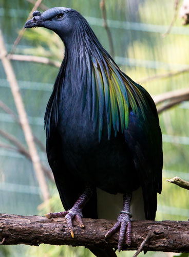 nicobar_pigeon1