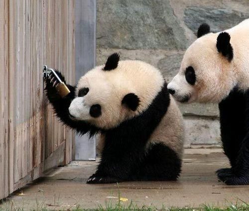 poze-panda-lacat - ursi panda