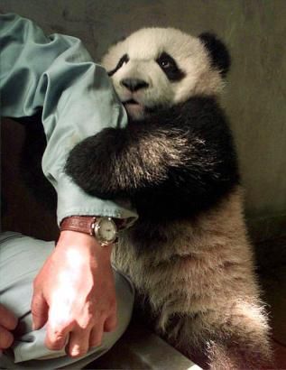 poze-animale-amuzante-ursi-panda-mana-dragut - ursi panda