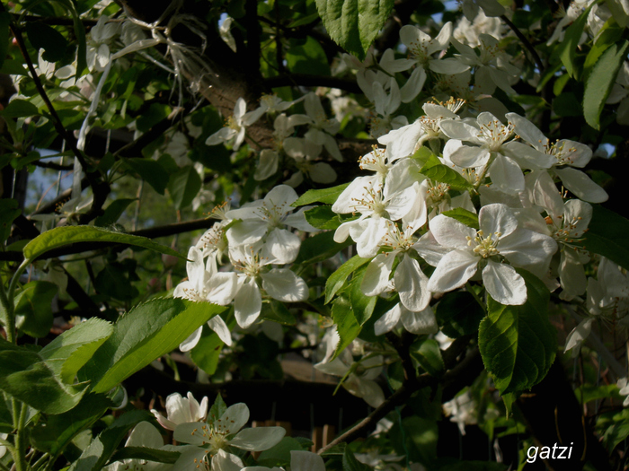 P5050017 - FLORILE MELE 2010