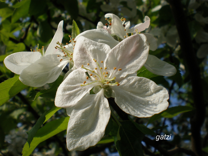 P5050024 - FLORILE MELE 2010