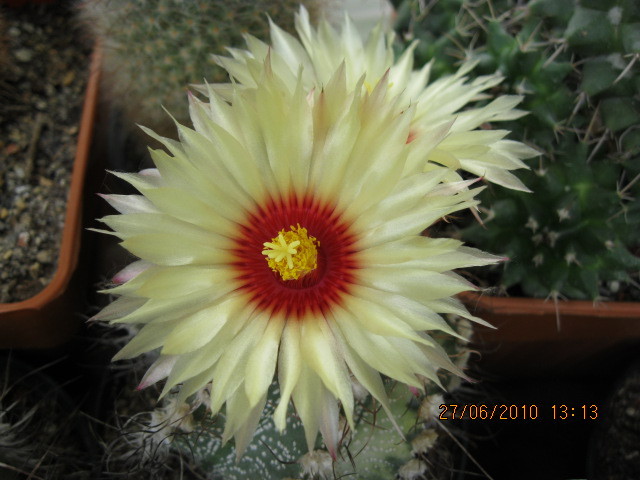 Kaktuszok 2010.iun.27 018 - Astro
