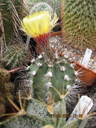 Kaktuszok 2010.iun.27 037 - Astro