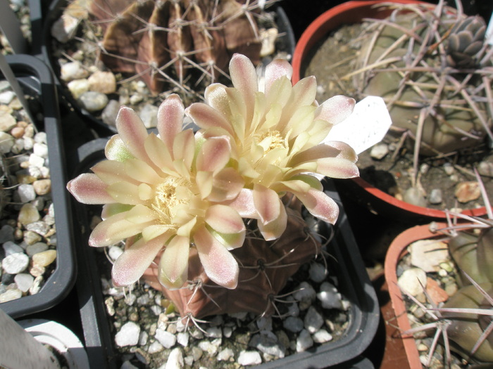 Gymnocalycium mihanovichii - 01.07