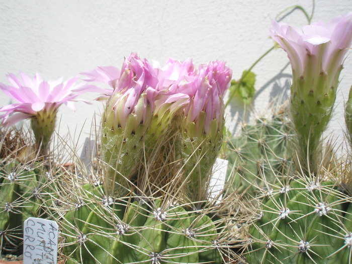 Acanthocalycium violaceum - Acanthocalycium