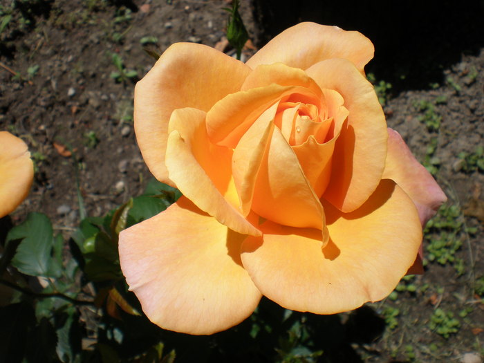 P6060122 - FLORILE MELE 2010