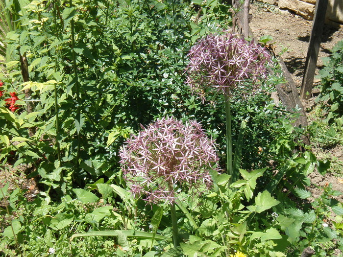 P6060126 - FLORILE MELE 2010