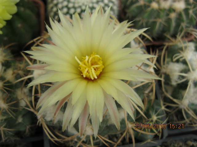 kaktuszok 2010 jun.25 007 - Coryphantha-Escobaria