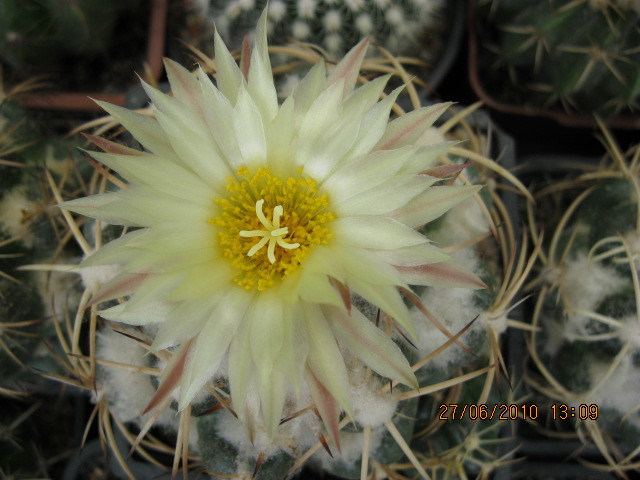 Kaktuszok 2010.iun.27 008 - Coryphantha-Escobaria